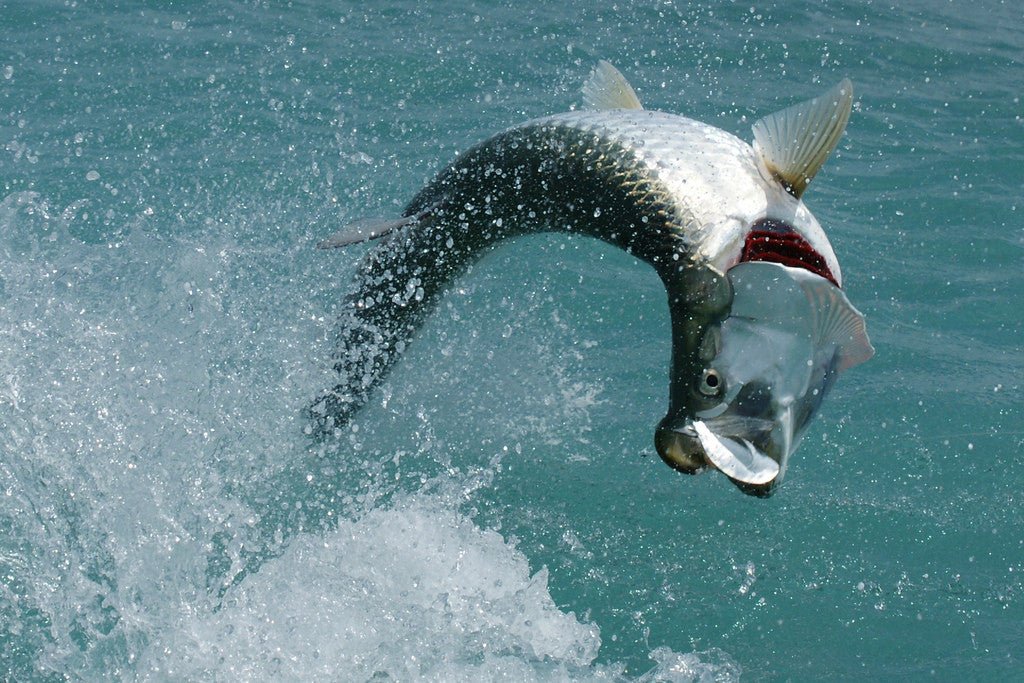 100 LB Tarpon Reeled in on Folly Beach, South Carolina