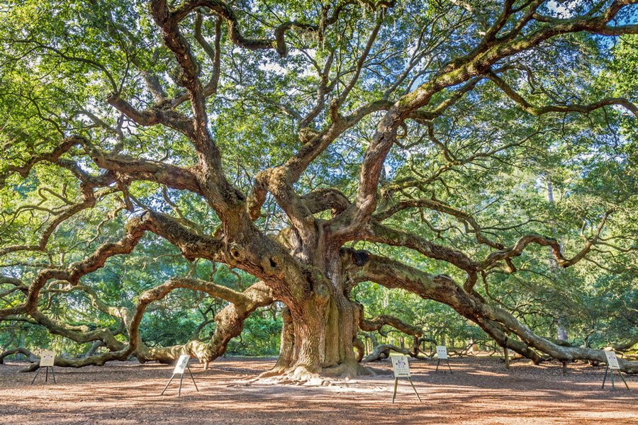 14 Things You Never Knew about the Palmetto State