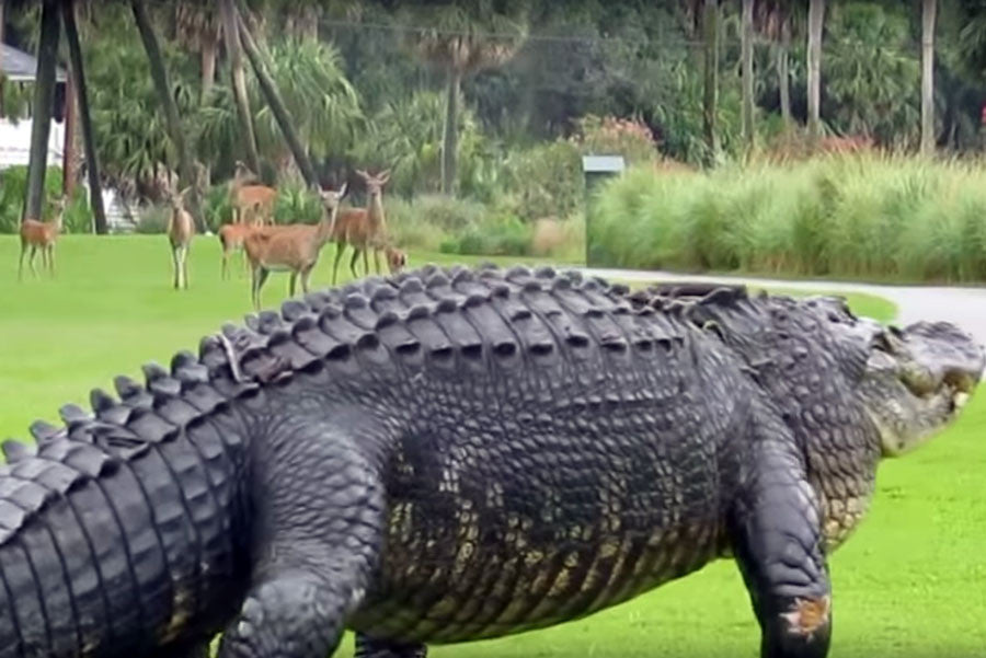 12ft Gator on Fripp Island Golf Course - South Carolina